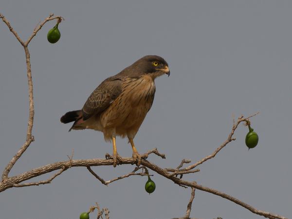 <h3><a href="/trips/gambia/biota/animalia/chordata/aves/017 accipitriformes/004 accipitridae/butastur rufipennis/butastur rufipennis-nl.html">Butastur&nbsp;rufipennis</a> / Grasshopper&nbsp;buzzard / Sprinkhaanbuizerd</h3>OM-1 Mark II met OLYMPUS M.150-400mm F4.5 TC, 1/2000 sec  bij F5.6, ISO 200, afstand 43.6&nbsp;m